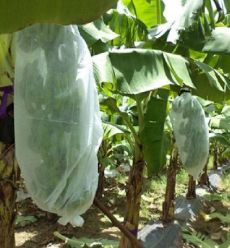 購入 Weed Control Agriculture PP Nonwoven for Planting Customize Weight Color Width Length online manufacture