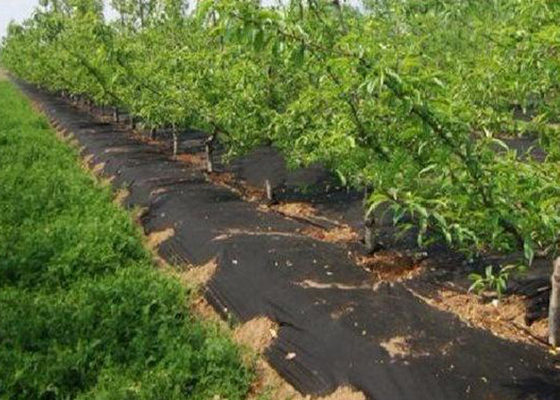 購入 地被植物/景色の農業の生地の雑草防除の生地の無毒で黒い緑 online manufacture