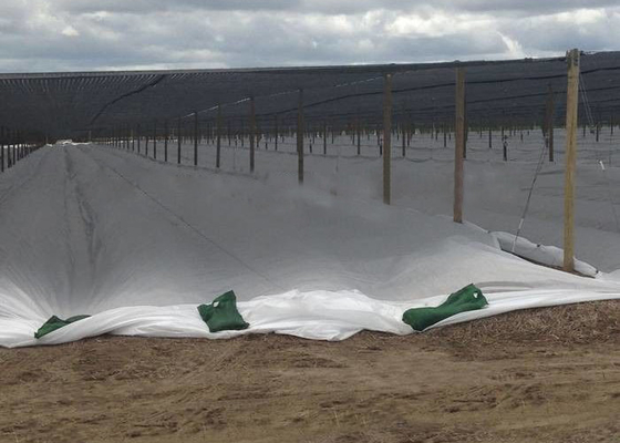 購入 Degradable PPの非編まれた生地、植物カバー地上の雑草防除の生地の紫外線抵抗力がある online manufacture