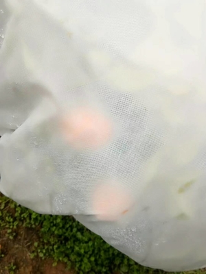 名前